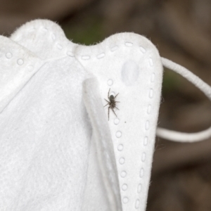 Badumna sp. (genus) at Bruce, ACT - 12 Oct 2021 09:34 AM