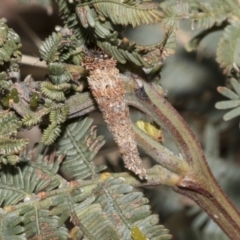 Lepidoscia (genus) IMMATURE (Unidentified Cone Case Moth larva, pupa, or case) at Bruce, ACT - 11 Oct 2021 by AlisonMilton