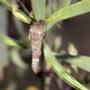 Lepidoscia (genus) IMMATURE at Bruce, ACT - 12 Oct 2021