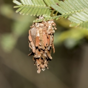 Psychidae (family) IMMATURE at Bruce, ACT - 12 Oct 2021 09:48 AM