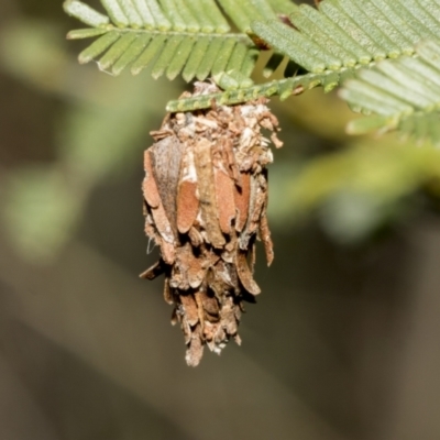 Psychidae (family) IMMATURE (Unidentified case moth or bagworm) at Bruce, ACT - 11 Oct 2021 by AlisonMilton