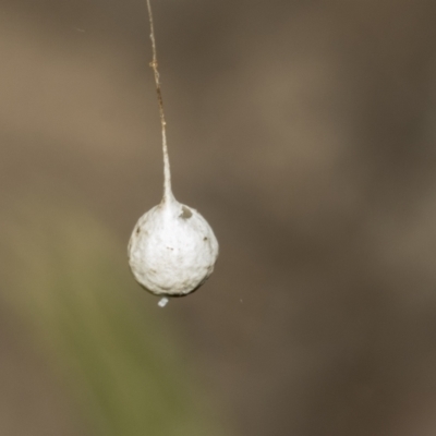 Araneae (order) (Unidentified spider) at Bruce, ACT - 11 Oct 2021 by AlisonMilton