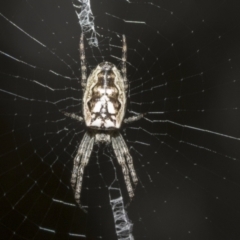 Plebs eburnus (Eastern bush orb-weaver) at Bruce, ACT - 12 Oct 2021 by AlisonMilton