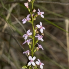Stylidium (genus) (Trigger Plant) at Bruce, ACT - 12 Oct 2021 by AlisonMilton