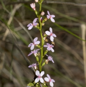 Stylidium sp. at Bruce, ACT - 12 Oct 2021 09:00 AM