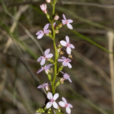 Stylidium (genus) (Trigger Plant) at Bruce, ACT - 12 Oct 2021 by AlisonMilton