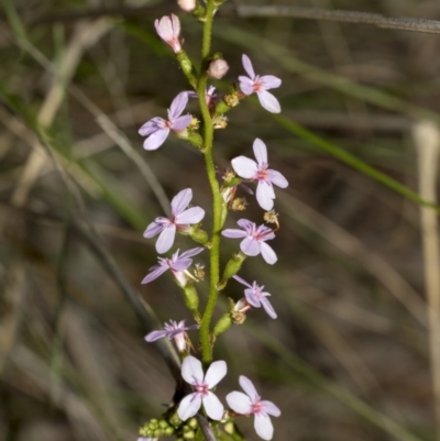 Stylidium sp. (Trigger Plant) at Bruce Ridge to Gossan Hill - 11 Oct 2021 by AlisonMilton