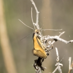 Philobota undescribed species near arabella (A concealer moth) at Bruce, ACT - 11 Oct 2021 by AlisonMilton