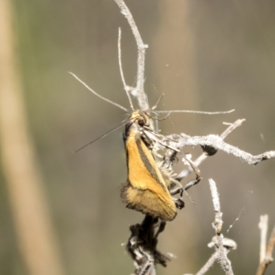 Philobota undescribed species near arabella (A concealer moth) at Bruce Ridge to Gossan Hill - 11 Oct 2021 by AlisonMilton