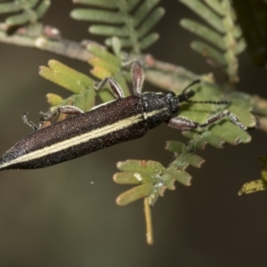 Rhinotia suturalis at Bruce, ACT - 12 Oct 2021