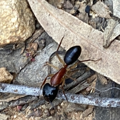 Camponotus nigriceps (Black-headed sugar ant) at Mount Jerrabomberra - 12 Oct 2021 by Steve_Bok