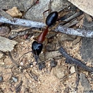 Camponotus nigriceps at Jerrabomberra, NSW - 12 Oct 2021