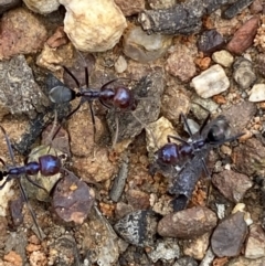 Iridomyrmex purpureus (Meat Ant) at Mount Jerrabomberra QP - 12 Oct 2021 by Steve_Bok