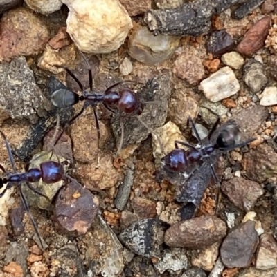 Iridomyrmex purpureus (Meat Ant) at Jerrabomberra, NSW - 12 Oct 2021 by SteveBorkowskis