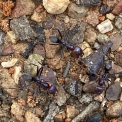 Iridomyrmex purpureus at Jerrabomberra, NSW - 12 Oct 2021