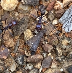 Iridomyrmex purpureus at Jerrabomberra, NSW - 12 Oct 2021