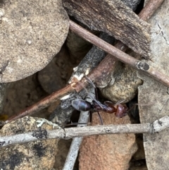 Iridomyrmex purpureus at Jerrabomberra, NSW - 12 Oct 2021