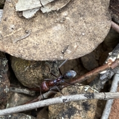 Iridomyrmex purpureus at Jerrabomberra, NSW - 12 Oct 2021