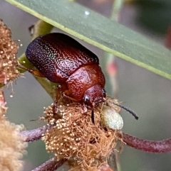 Calomela ioptera (A leaf beetle) at Jerrabomberra, NSW - 12 Oct 2021 by SteveBorkowskis