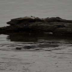 Ornithorhynchus anatinus (Platypus) at Fyshwick, ACT - 12 Oct 2021 by davidcunninghamwildlife