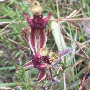 Caladenia actensis at suppressed - suppressed