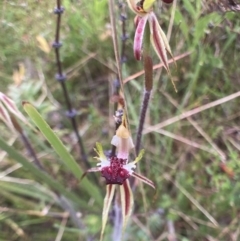 Caladenia actensis at suppressed - 12 Oct 2021