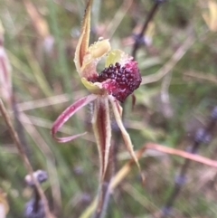 Caladenia actensis at suppressed - suppressed