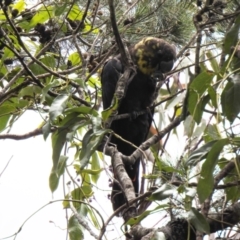 Calyptorhynchus lathami (Glossy Black-Cockatoo) at Jervis Bay, JBT - 17 Nov 2018 by Liam.m