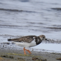Arenaria interpres (Ruddy Turnstone) at Wollumboola, NSW - 17 Nov 2018 by Liam.m