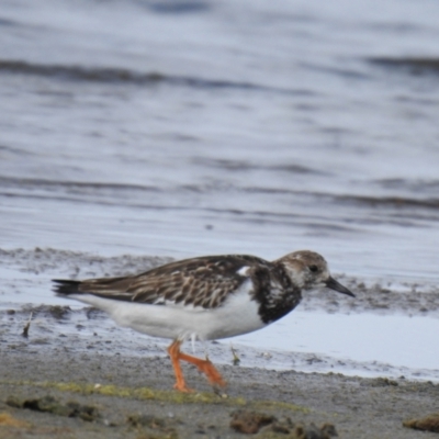 Arenaria interpres (Ruddy Turnstone) at Wollumboola, NSW - 16 Nov 2018 by Liam.m