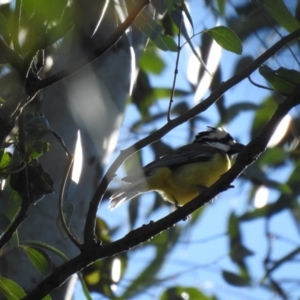 Falcunculus frontatus at Wagga Wagga, NSW - 14 Oct 2018