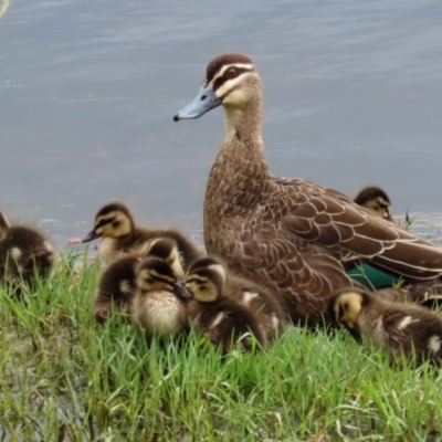 Anas superciliosa (Pacific Black Duck) at Jerrabomberra Wetlands - 12 Oct 2021 by RodDeb