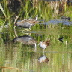 Zapornia pusilla (Baillon's Crake) at Wagga Wagga, NSW - 13 Oct 2018 by Liam.m