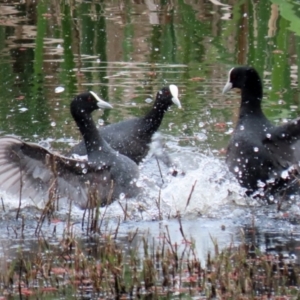 Fulica atra at Fyshwick, ACT - 12 Oct 2021