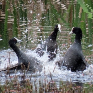 Fulica atra at Fyshwick, ACT - 12 Oct 2021