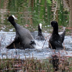 Fulica atra at Fyshwick, ACT - 12 Oct 2021