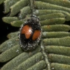 Diomus notescens (Little two-spotted ladybird) at Bruce Ridge to Gossan Hill - 11 Oct 2021 by AlisonMilton