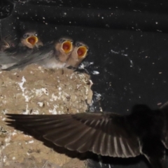 Hirundo neoxena (Welcome Swallow) at Fyshwick, ACT - 12 Oct 2021 by RodDeb