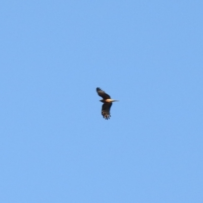 Lophoictinia isura (Square-tailed Kite) at Chiltern, VIC - 29 Sep 2018 by Liam.m