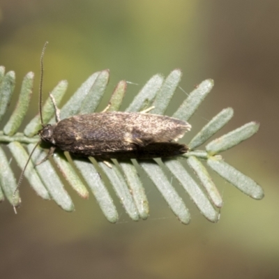 Leistomorpha brontoscopa (A concealer moth) at Bruce, ACT - 11 Oct 2021 by AlisonMilton