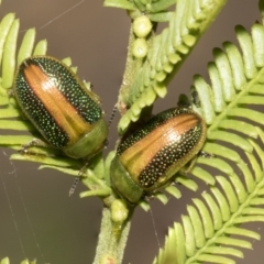 Calomela parilis (Leaf beetle) at Bruce, ACT - 12 Oct 2021 by AlisonMilton