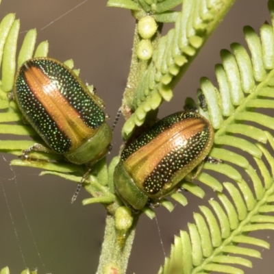 Calomela parilis (Leaf beetle) at Bruce Ridge to Gossan Hill - 11 Oct 2021 by AlisonMilton