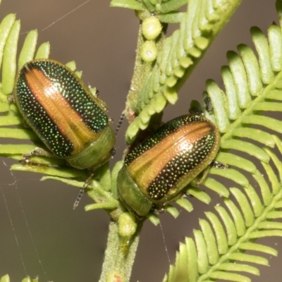 Calomela parilis (Leaf beetle) at Bruce, ACT - 12 Oct 2021 by AlisonMilton