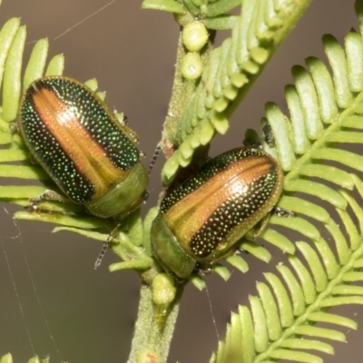 Calomela parilis (Leaf beetle) at Bruce, ACT - 11 Oct 2021 by AlisonMilton