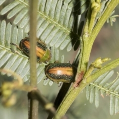 Calomela parilis at Bruce, ACT - 12 Oct 2021