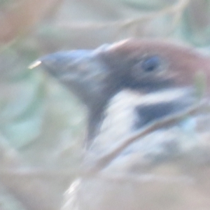 Passer montanus at Turvey Park, NSW - 11 Jun 2017