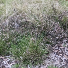 Lissanthe strigosa subsp. subulata at Currawang, NSW - suppressed