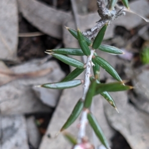 Lissanthe strigosa subsp. subulata at Currawang, NSW - suppressed