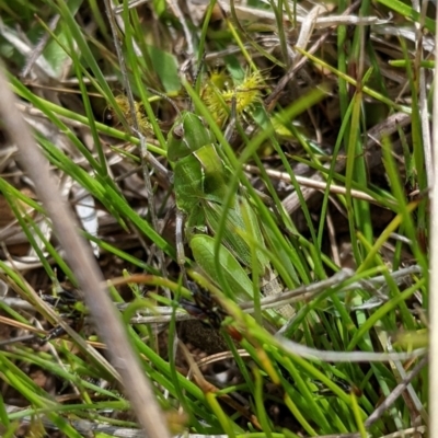 Perala viridis (Spring buzzer) at Dunlop, ACT - 11 Oct 2021 by EmmaCook