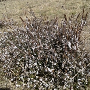 Epacris microphylla at Mount Clear, ACT - 9 Oct 2021